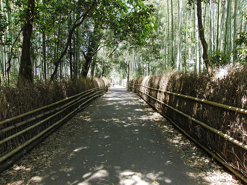 Bamboo in Arashiyama
