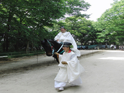 Aoi Matsuri