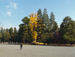 Kyoto Imperial Palace in Fall