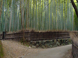 Arashiyama Bamboo Forest Arashiyama Bamboo Forest