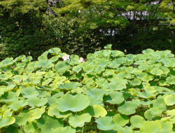Kokedera