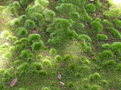 Kokedera Moss Temple