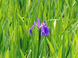 Ota Shrine Iris